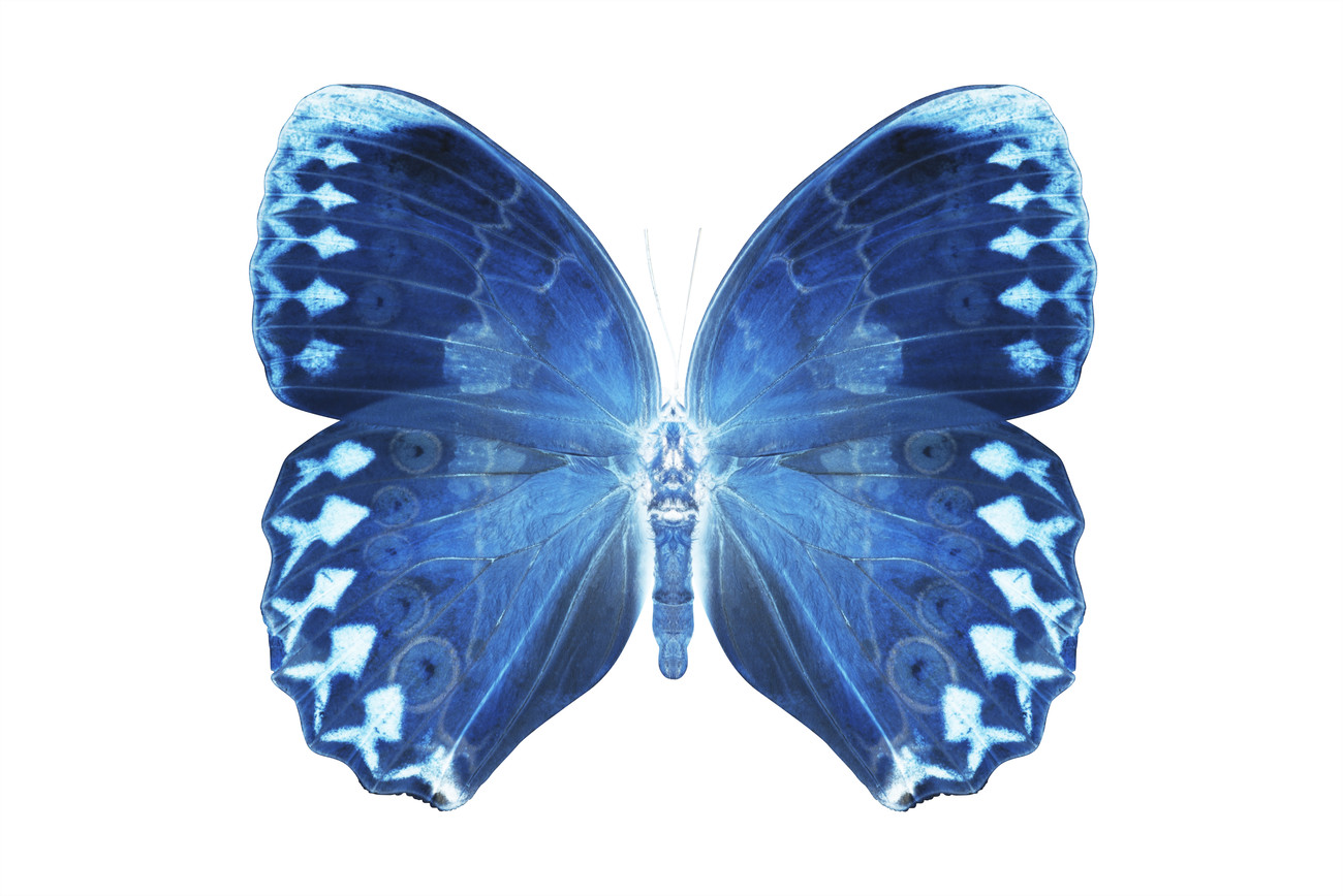 MISS BUTTERFLY FORMOSANA XRAY White Edition Poster, Kunstdrucke