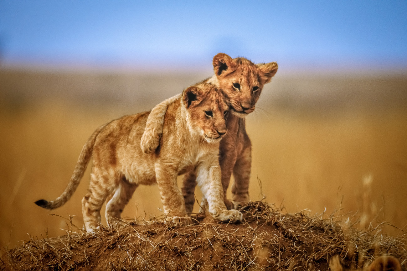 Umělecká fotografie Brothers for Life, Jeffrey C. Sink, (40 x 26.7 cm)