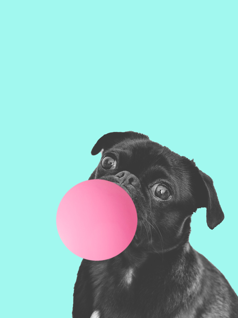 Canvas Print Bubblegum dog
