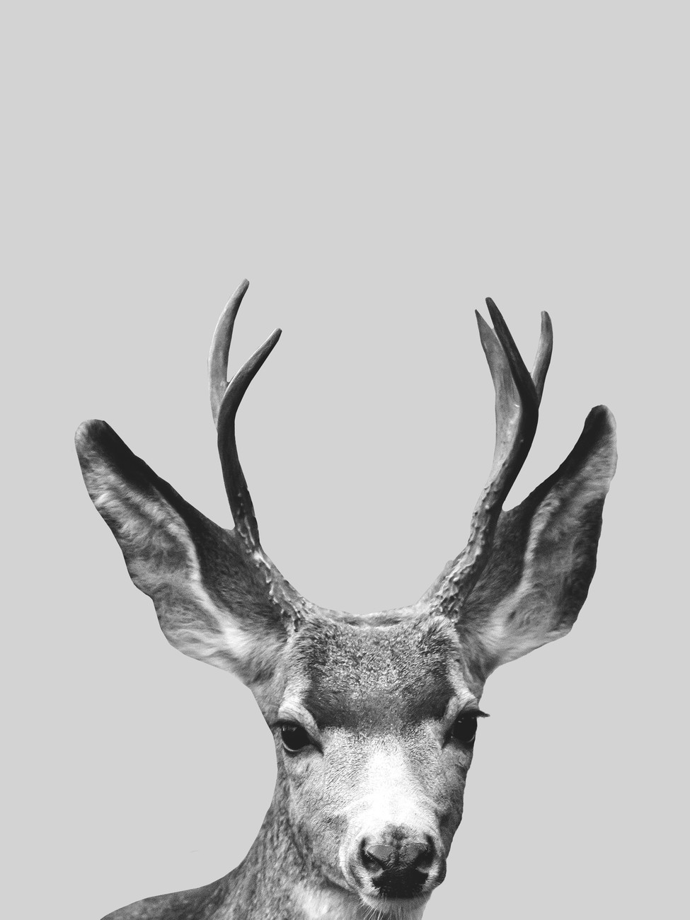 Wallpaper Mural Grey deer