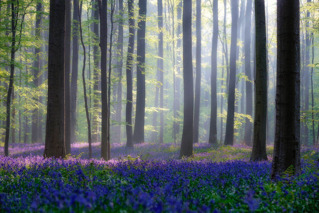 Umělecká fotografie Bluebells, Adrian Popan, (40 x 26.7 cm)