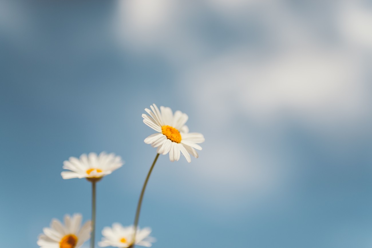 Paper House 3D Stickers Oxeye Daisies