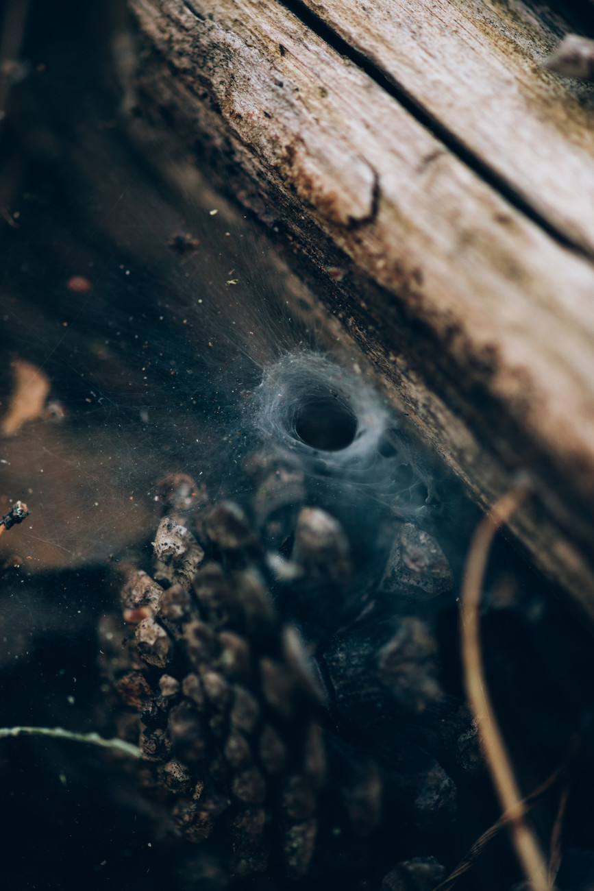 Umělecká fotografie Spider hole between wood