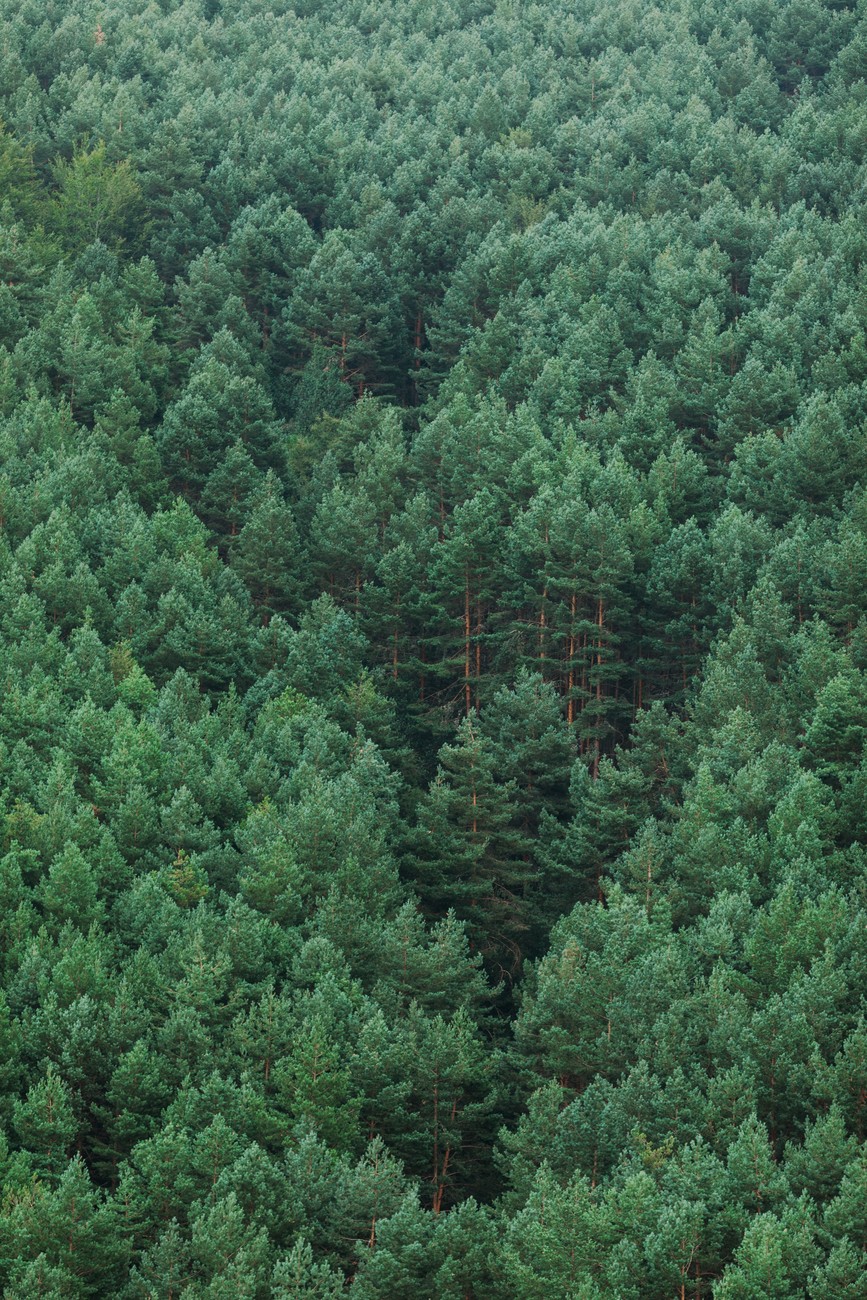 Fog over the forest | Julisteet, taideprintit, seinämuraalit | Europosters