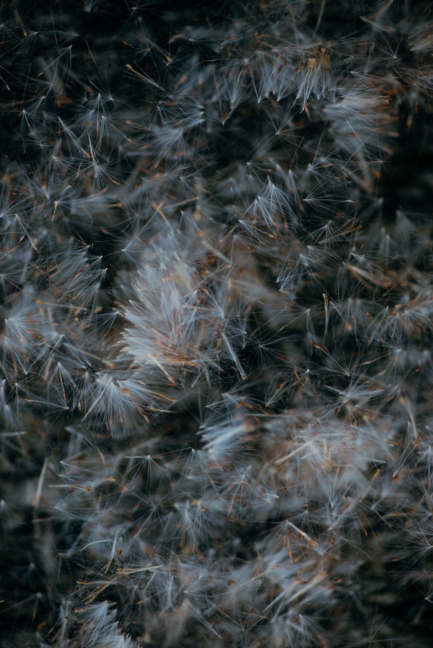 Art Photography Abstract texture of dandeleon baldes