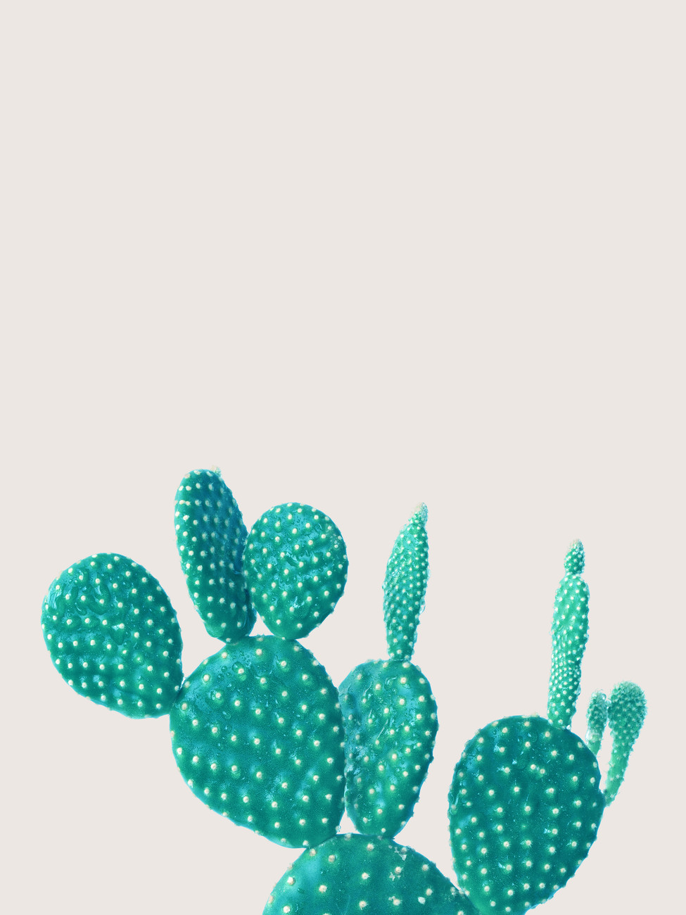 Ilustracja cactus 5
