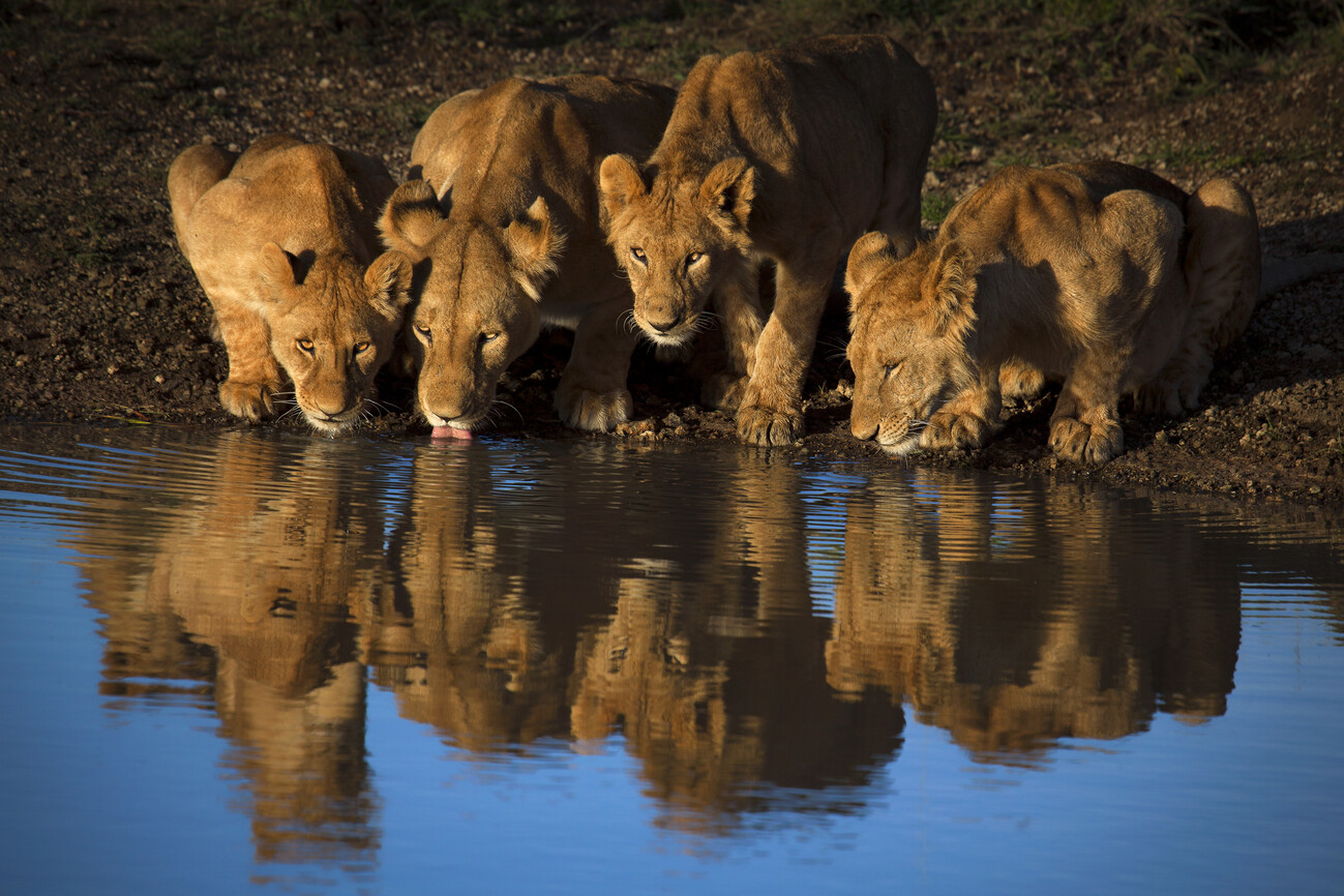 Art Photography Lions of Mara