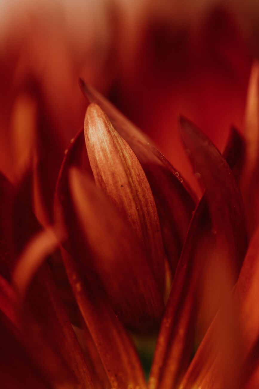 Abstract detail of red flowers | Posters, Art Prints, Wall Murals ...