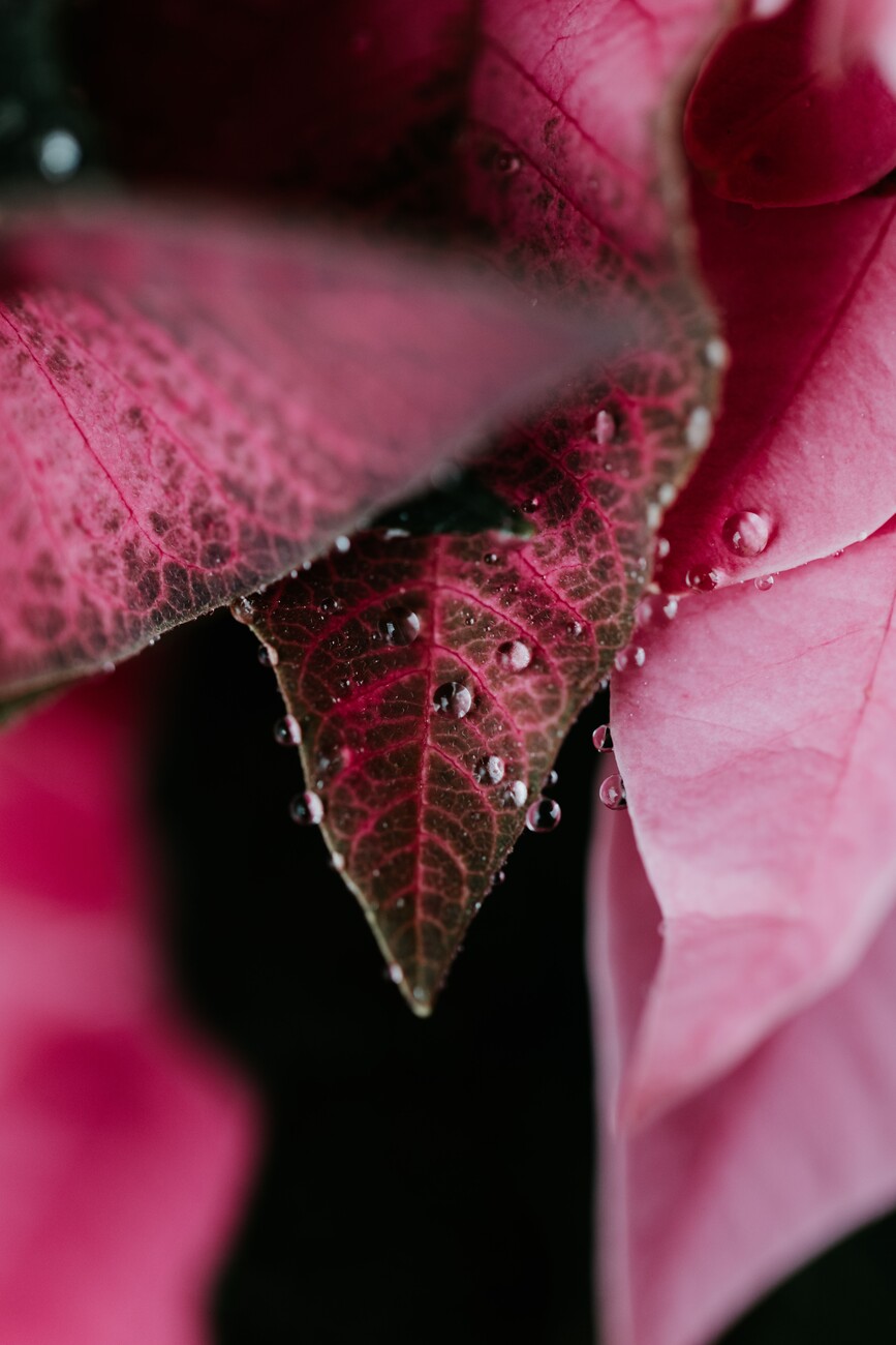 Beautiful detail of pink flowers, Poster, Kunstdrucke, Fototapeten