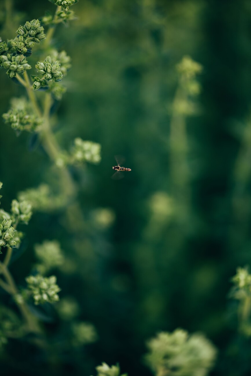 Художествена фотография Wasp- on the plants