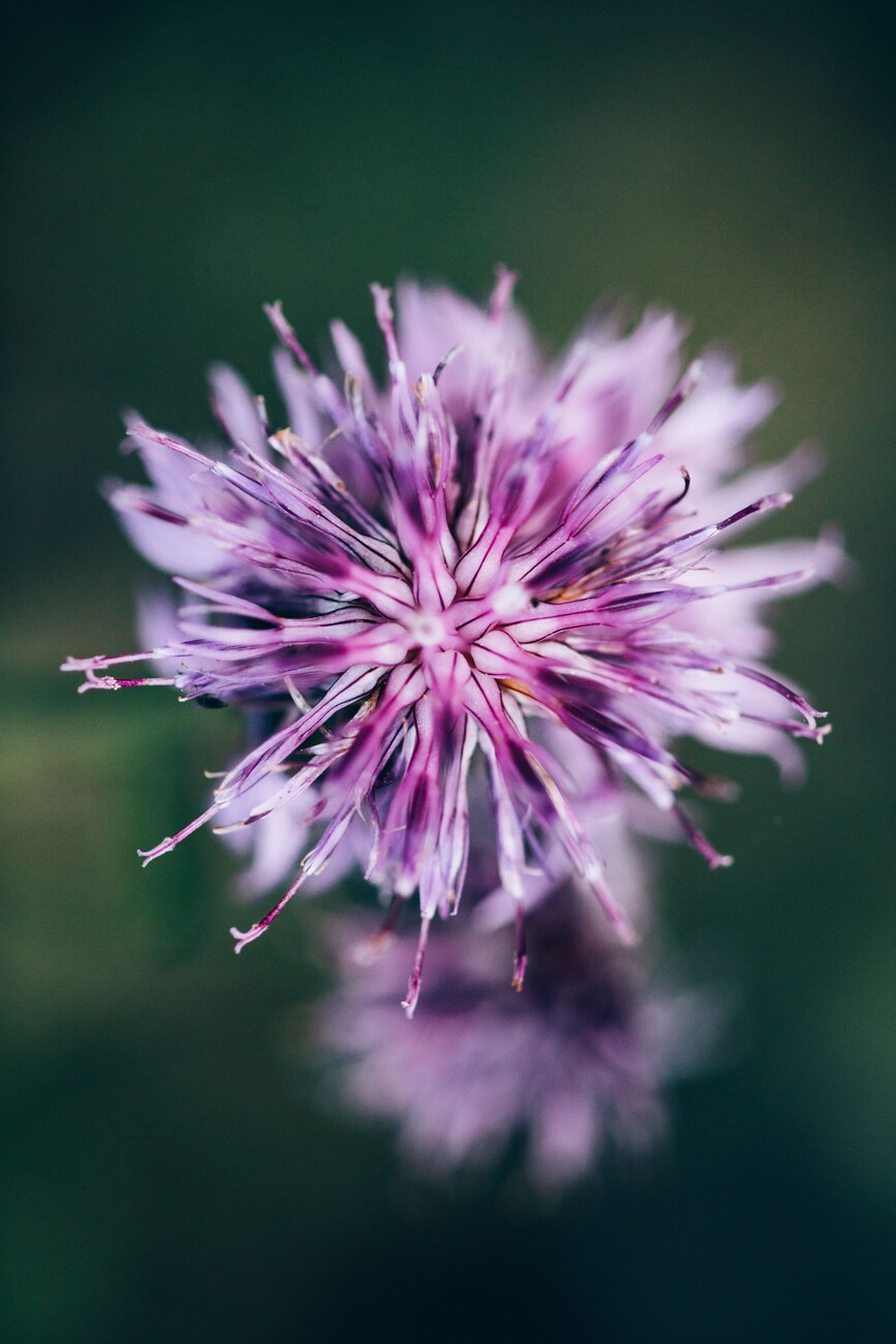 Macro photo of lilac flowers background