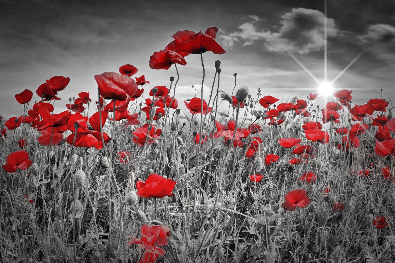 Beautiful poppies on black and white background. Flowers Red poppies  blossom on wild field. Beautiful field red poppies with selective focus.  Red poppies in soft light - a Royalty Free Stock Photo