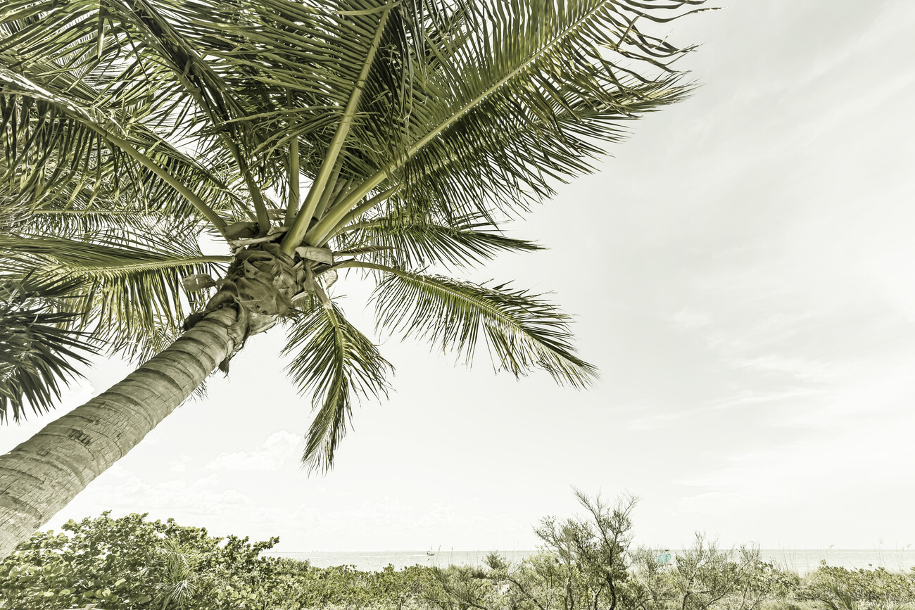 Summertime in Florida, Vintage