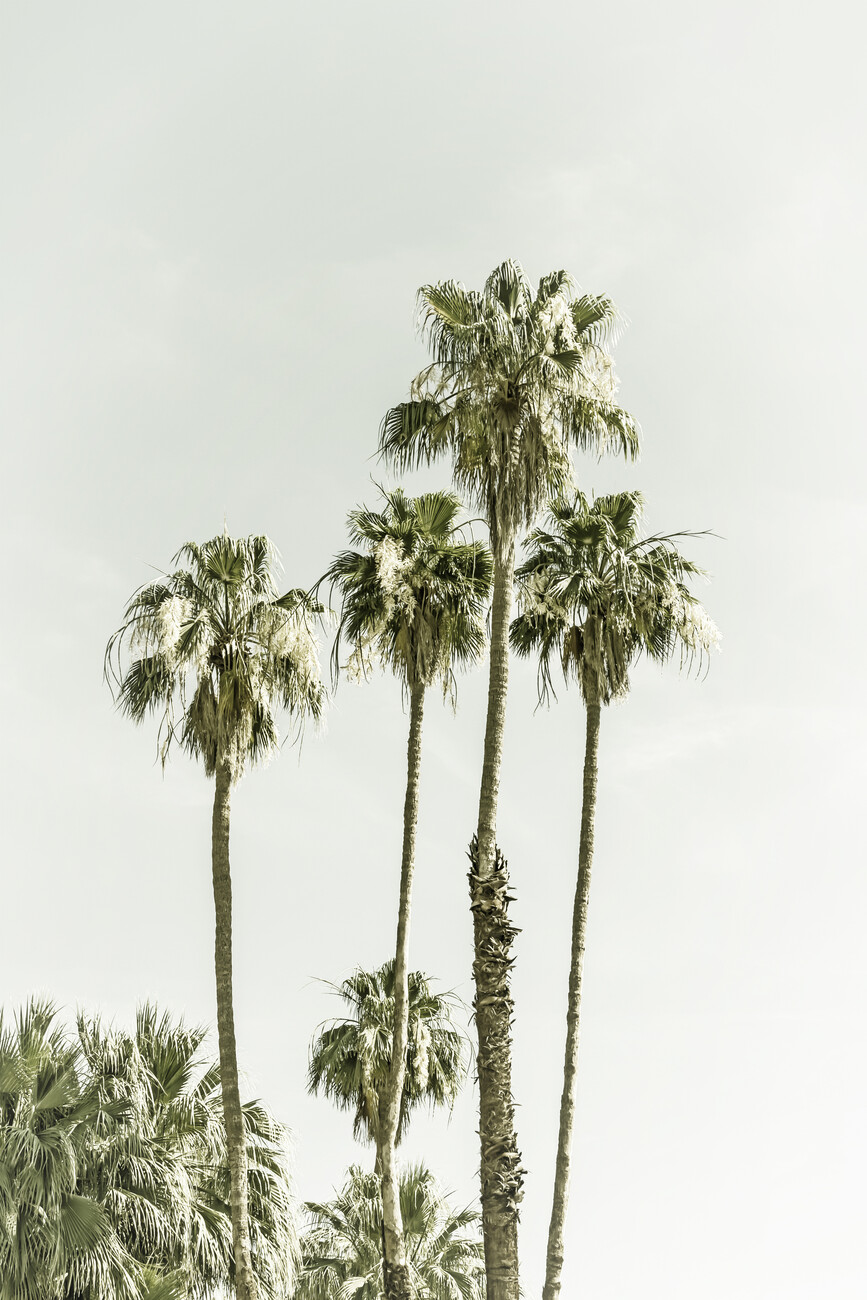 Umělecká fotografie Palm Trees Summertime | Vintage