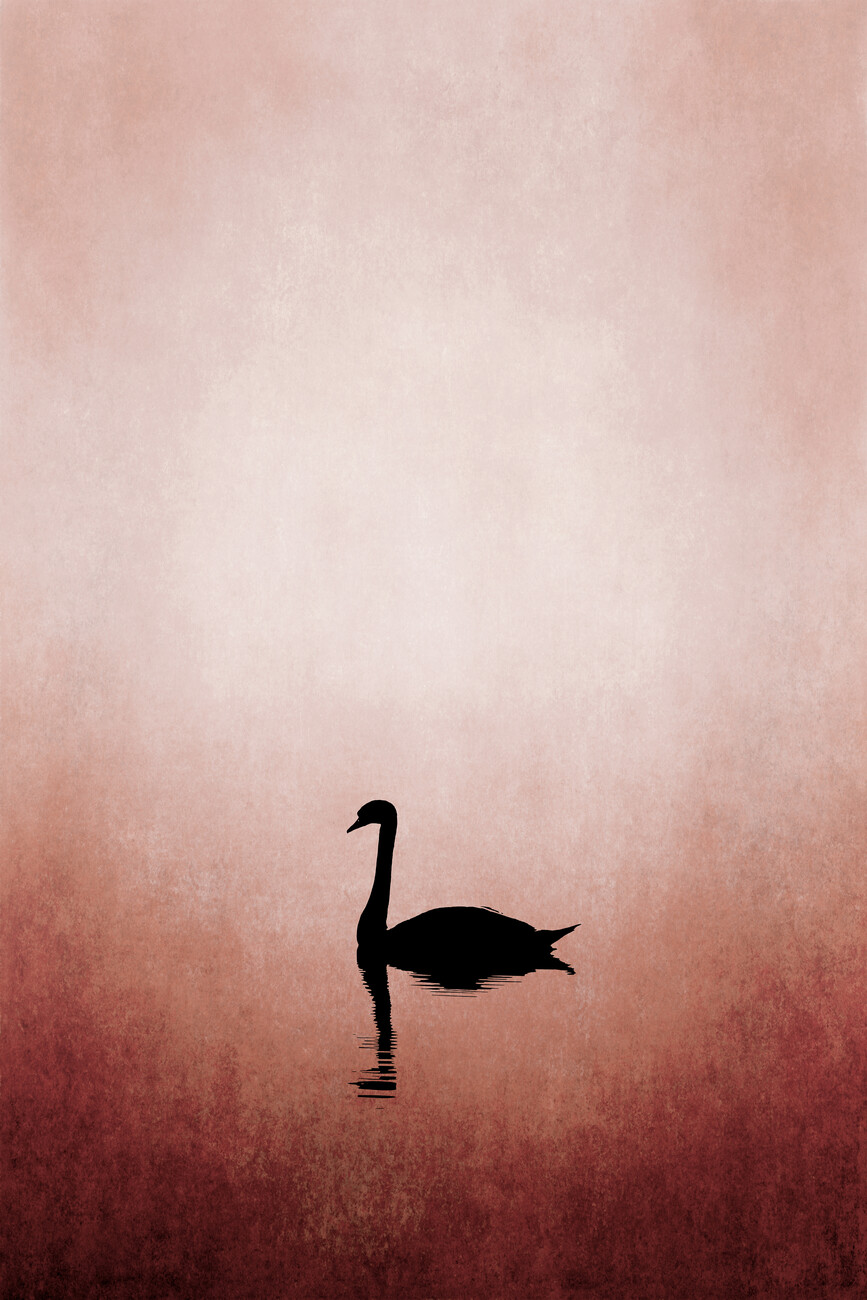 Illustration Swan Lake