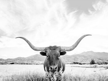 Umelecká fotografie Longhorn texas