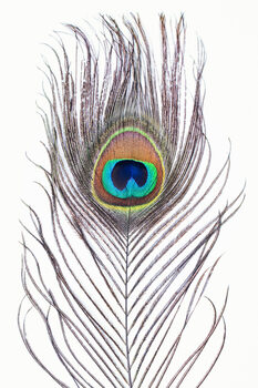 Konstfotografering Peacock feather
