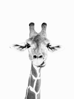 Canvas Print Happy giraffe