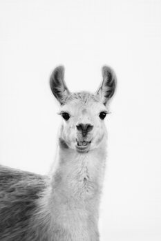 Valokuvataide Happy llama