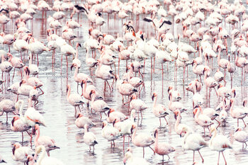 Fotografia artystyczna Flock of flamingos