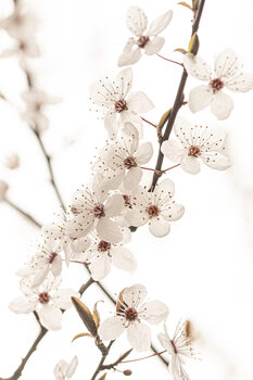 Umělecká fotografie Blossoming