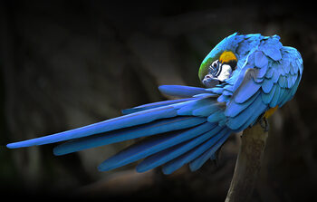 Umělecká fotografie Blue parrot