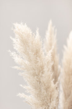 Art Photography Pampas Grass Grey 03