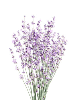 Kunstfotografie Lavender