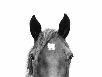 Taide valokuvaus Peeking Horse