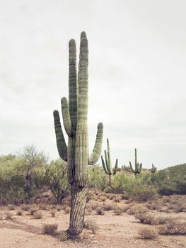 Leinwand Poster Desert Cactus