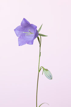 Art Photography Bluebell pink background