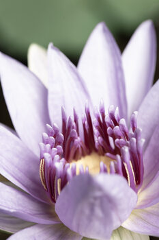 Umělecká fotografie Purple flower close up