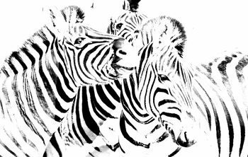 Illustration Group of Zebras monochrome