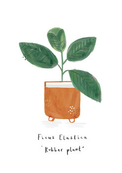 Ilustracja Rubber Plant