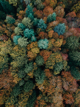Художествена фотография Autumn forest from above