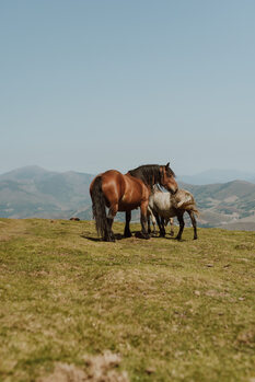 Taide valokuvaus Wild Horses