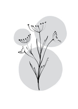 Illustrazione Delicate Botanicals - Wild Carrot