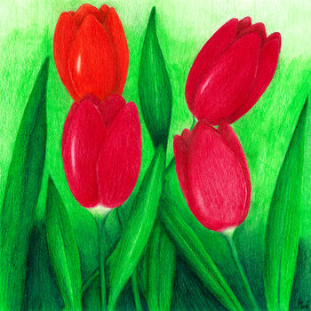 Ilustrare Tulipány
