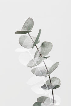 Illustrazione Eucalyptus Creative 05