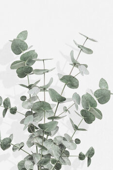 Illustrazione Eucalyptus Creative 16