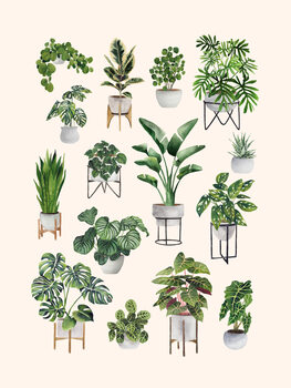 Illustrasjon House Plant Collection 2