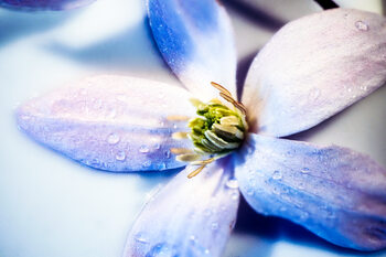 Художествена фотография Dry Plant in light Blue with Rain Drops