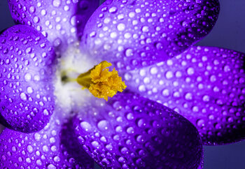 Художествена фотография Dry Plant in Purple with Rain Drops