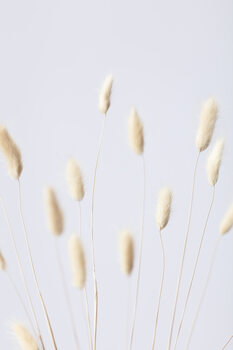 Art Photography Bunny Grass No 3