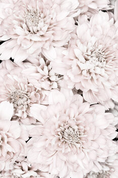 Kunstfotografie Chrysanthemum No 07