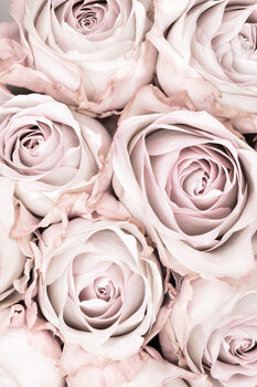 Photography Pink Roses No 01