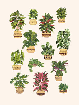 Canvas Print House Plant Collection 4