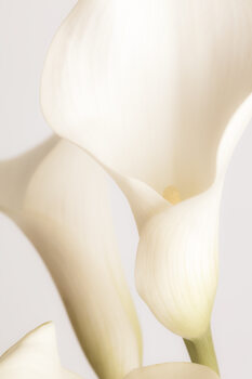 Fotografia artistica White Calla Lily No 2