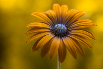 Umělecká fotografie Sunshine Daisy