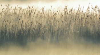 Art Photography morning fog over reed grass